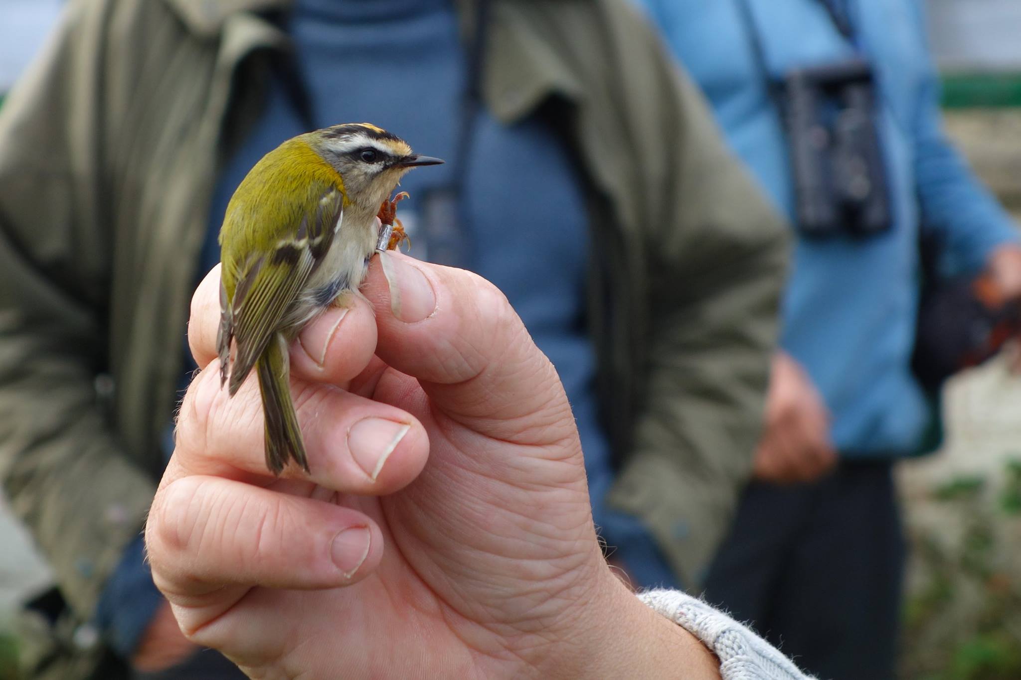 Ringing at Spurn